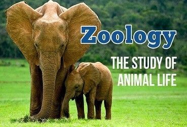 Bachelors of Zoology
